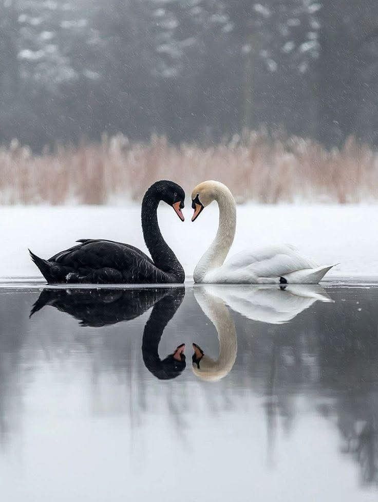 چرا قوی سیاه بیشتر به افراد باهوش ضربه می‌زند